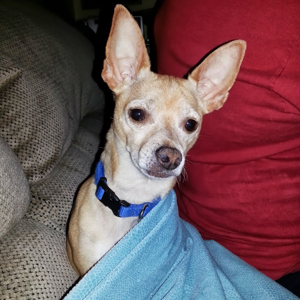 Meet your Posher, Susan